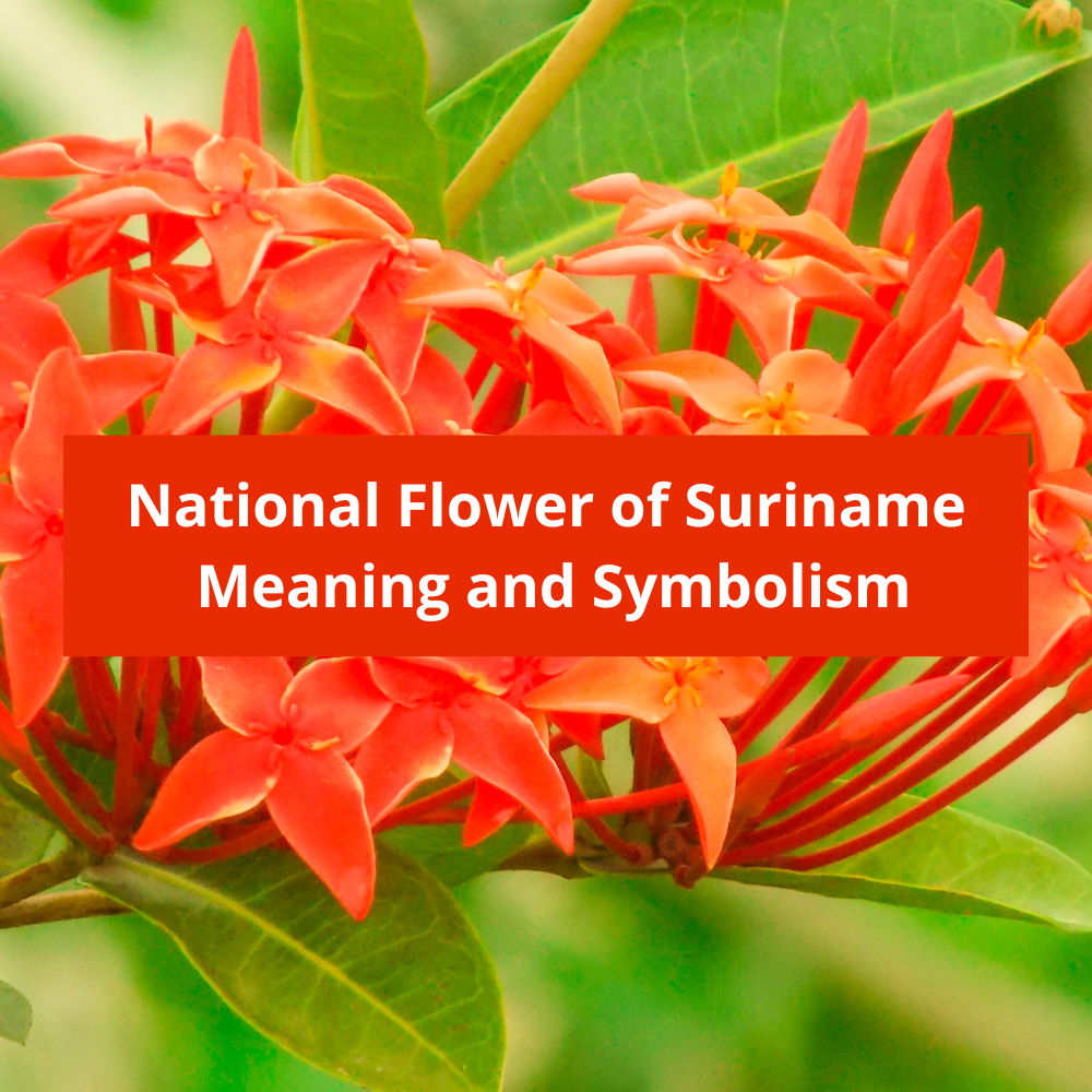 What-is-the-national-flower-of-Suriname-Meaning-and-Symbolism
