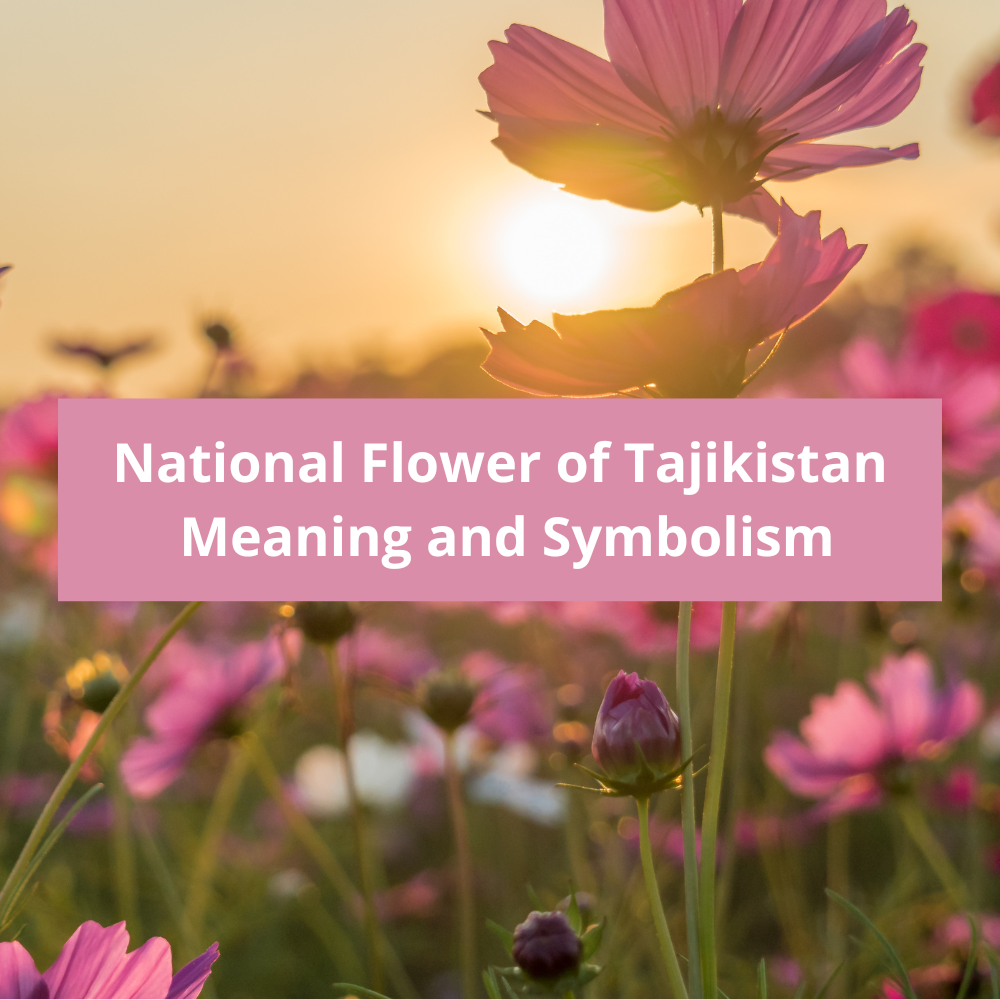 What-is-the-national-flower-of-Tajikistan-Meaning-and-Symbolism