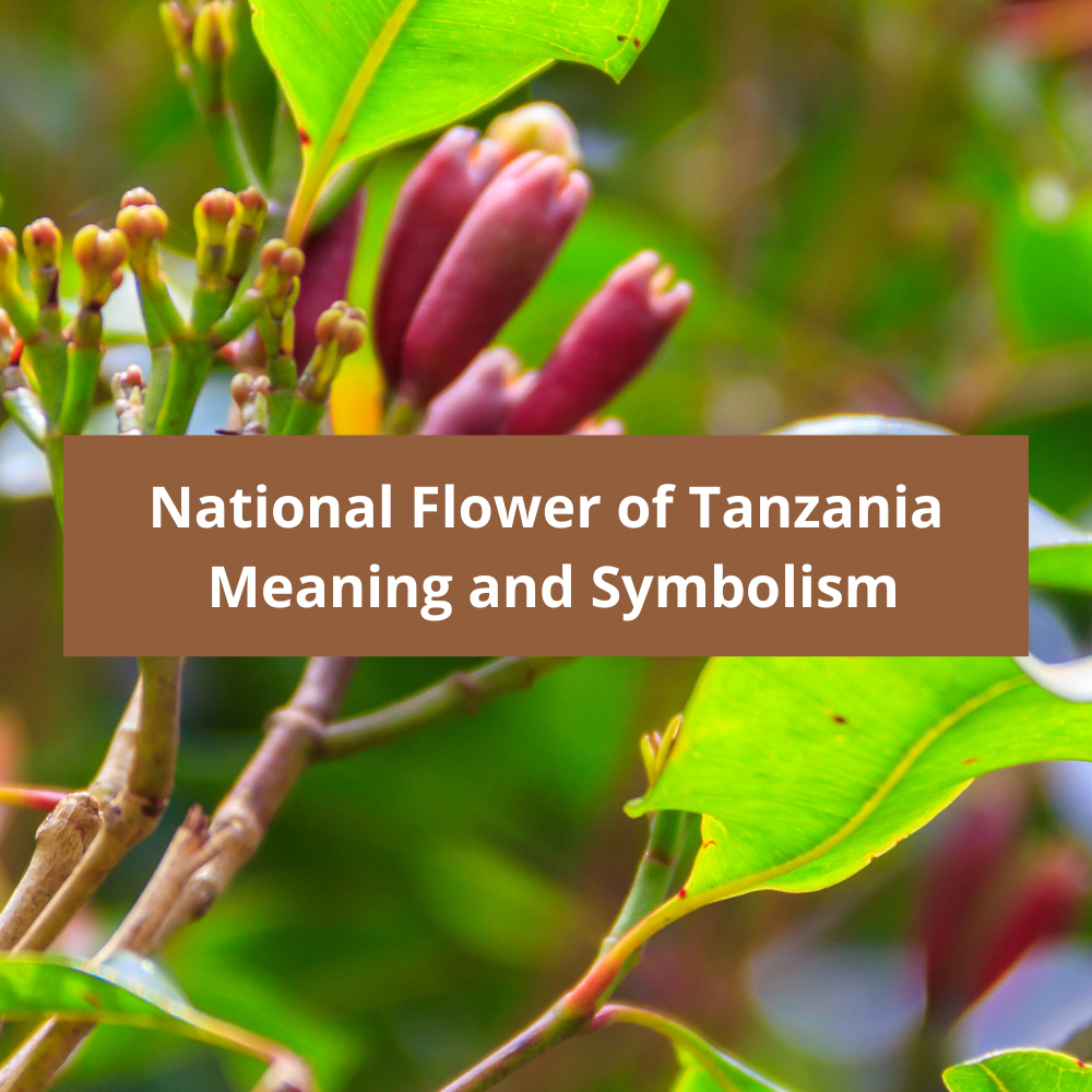 What-is-the-national-flower-of-Tanzania-Meaning-and-Symbolism