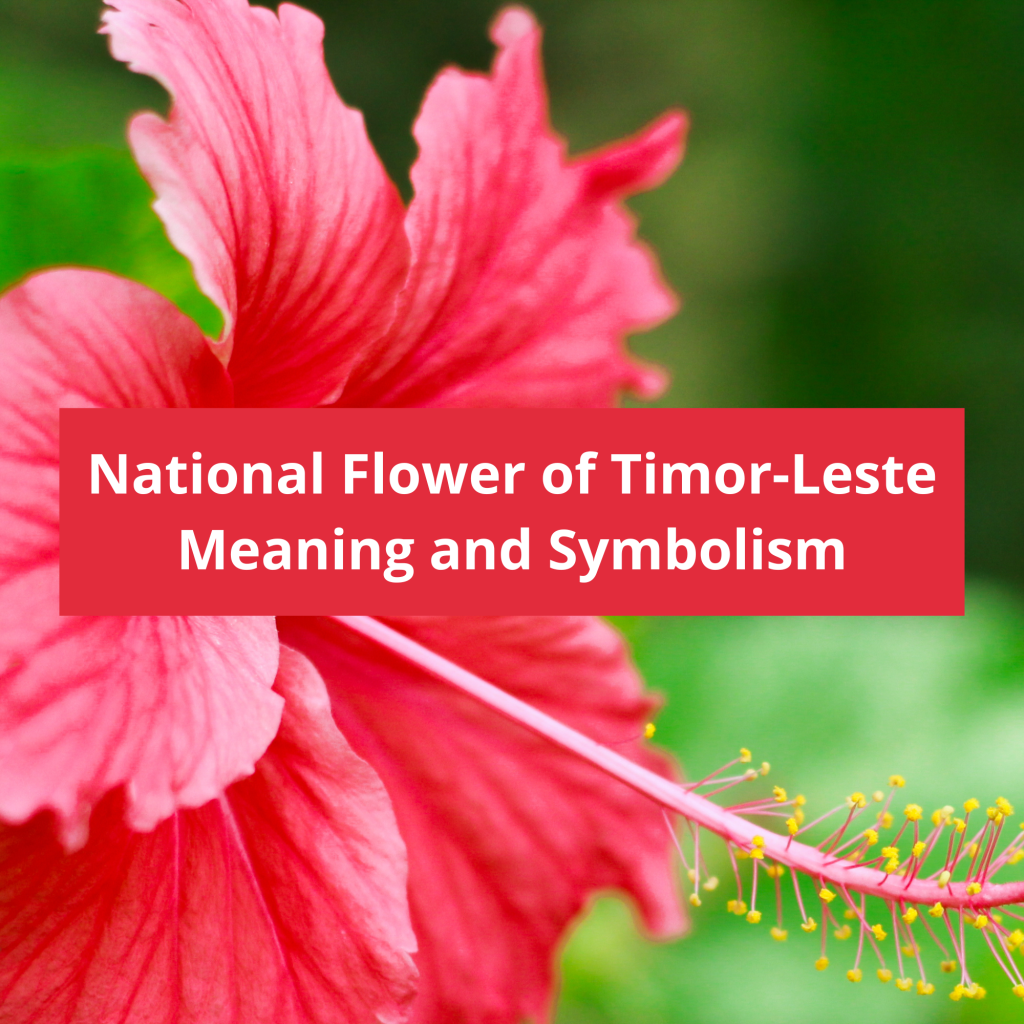 What-is-the-national-flower-of-Timor-Leste-Meaning-and-Symbolism