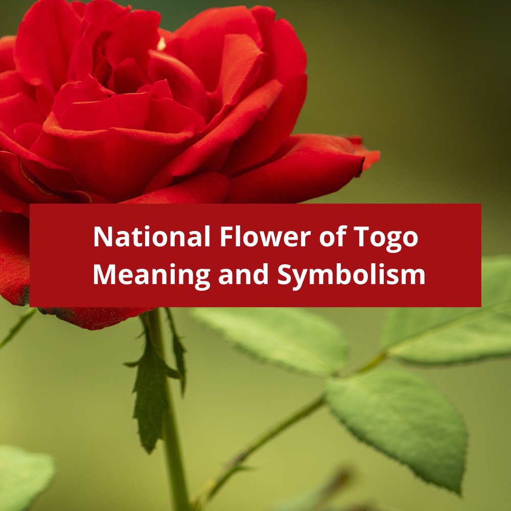 What-is-the-national-flower-of-Togo-Meaning-and-Symbolism