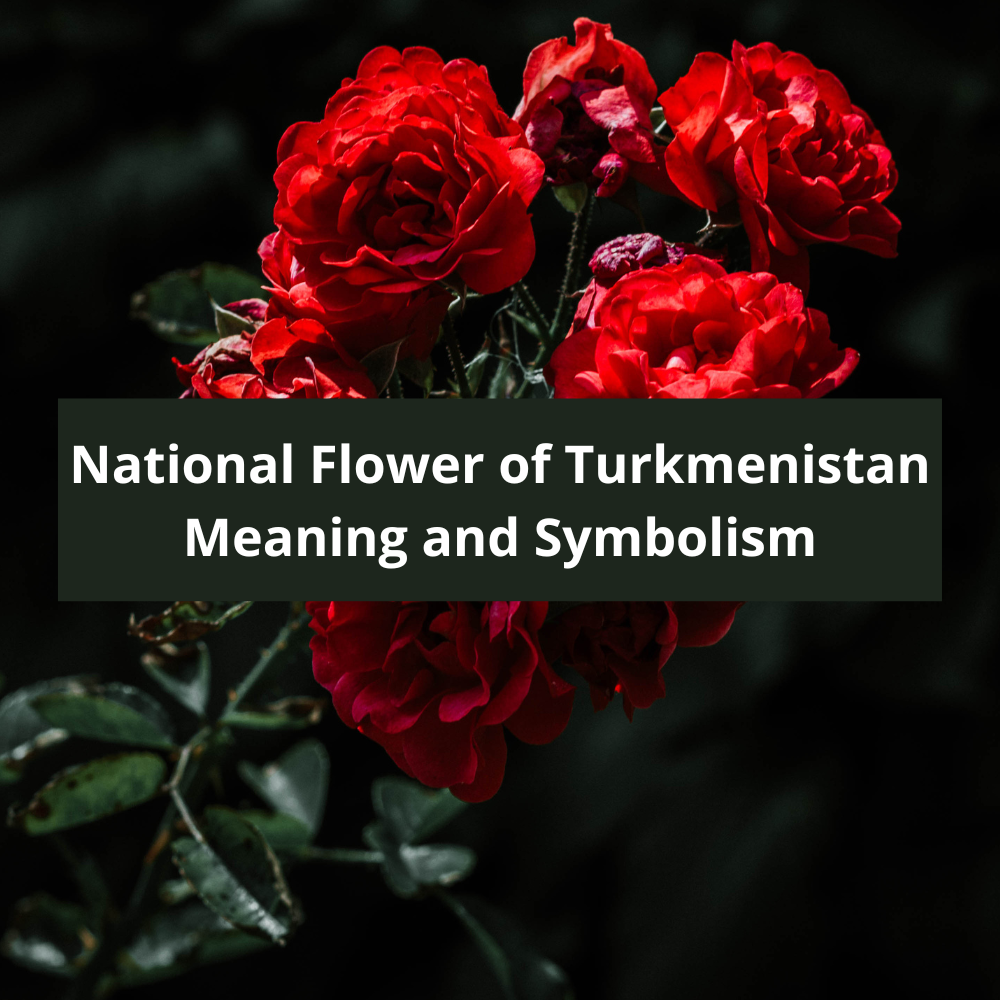 What-is-the-national-flower-of-Turkmenistan-Meaning-and-Symbolism