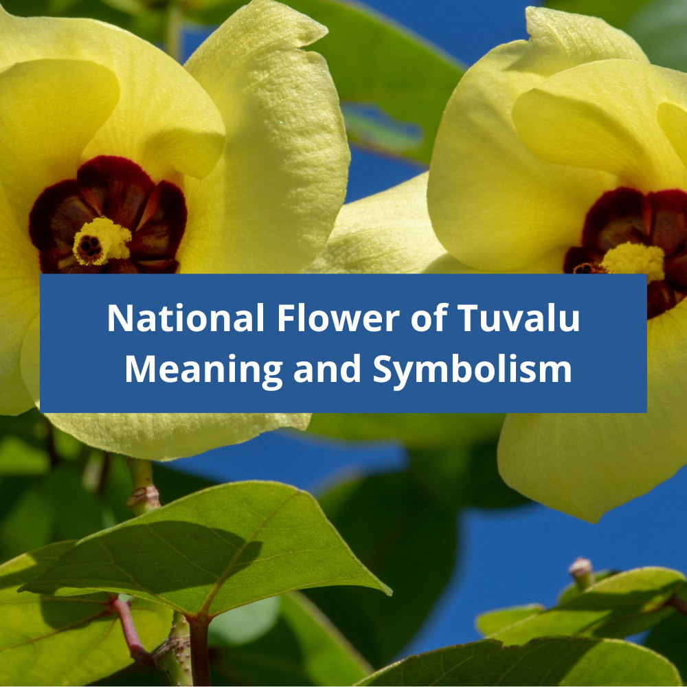 What-is-the-national-flower-of-Tuvalu-Meaning-and-Symbolism