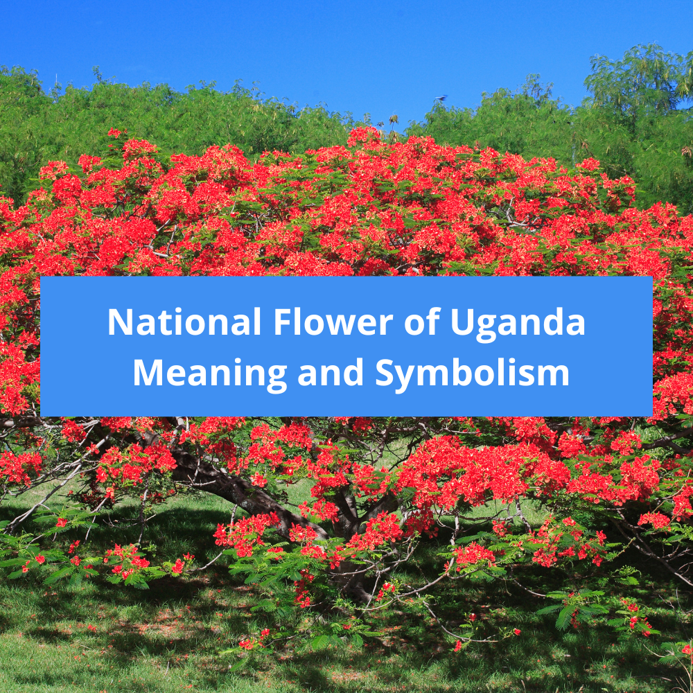 What-is-the-national-flower-of-Uganda-Meaning-and-Symbolism