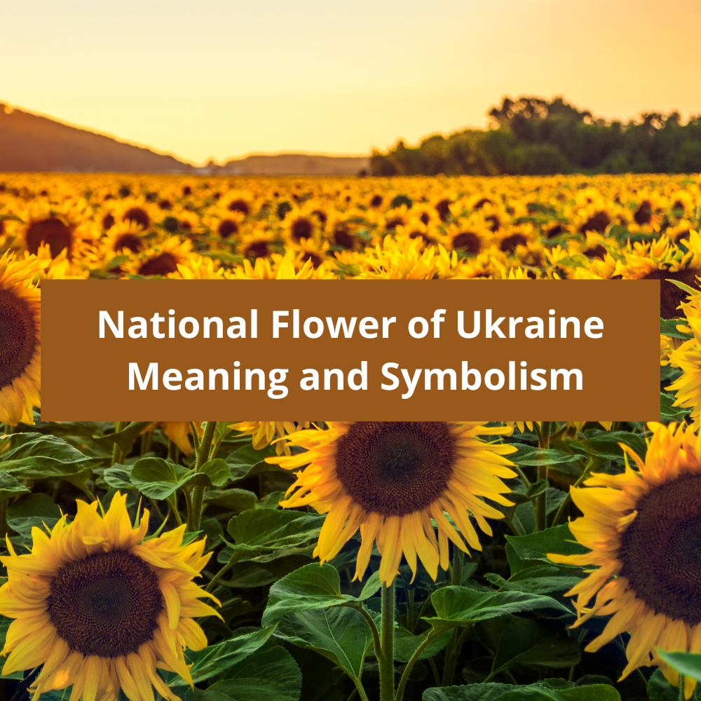 What-is-the-national-flower-of-Ukraine-Meaning-and-Symbolism