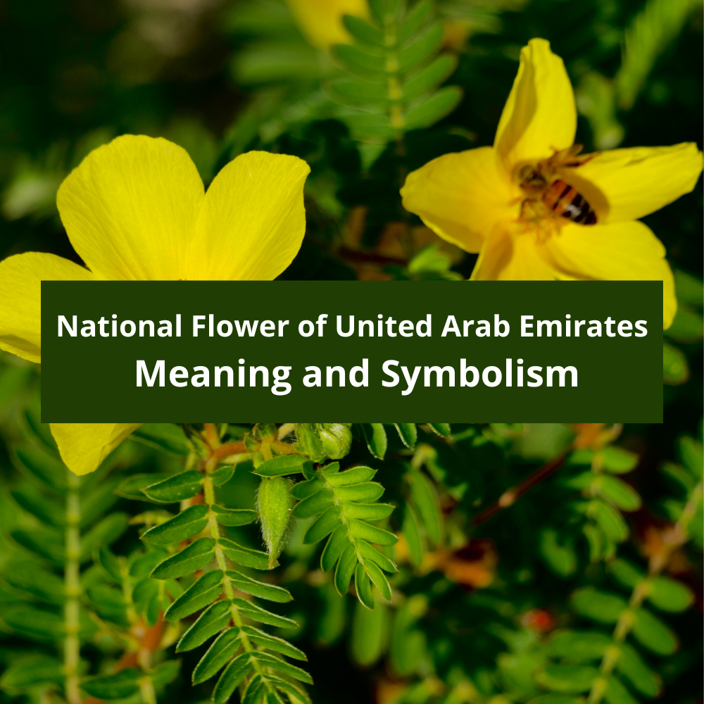 What-is-the-national-flower-of-United-Arab-Emirates-Meaning-and-Symbolism