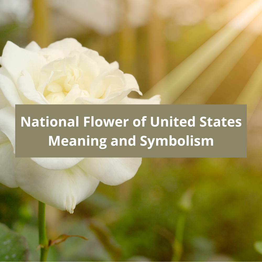 What-is-the-national-flower-of-United-States-Meaning-and-Symbolism