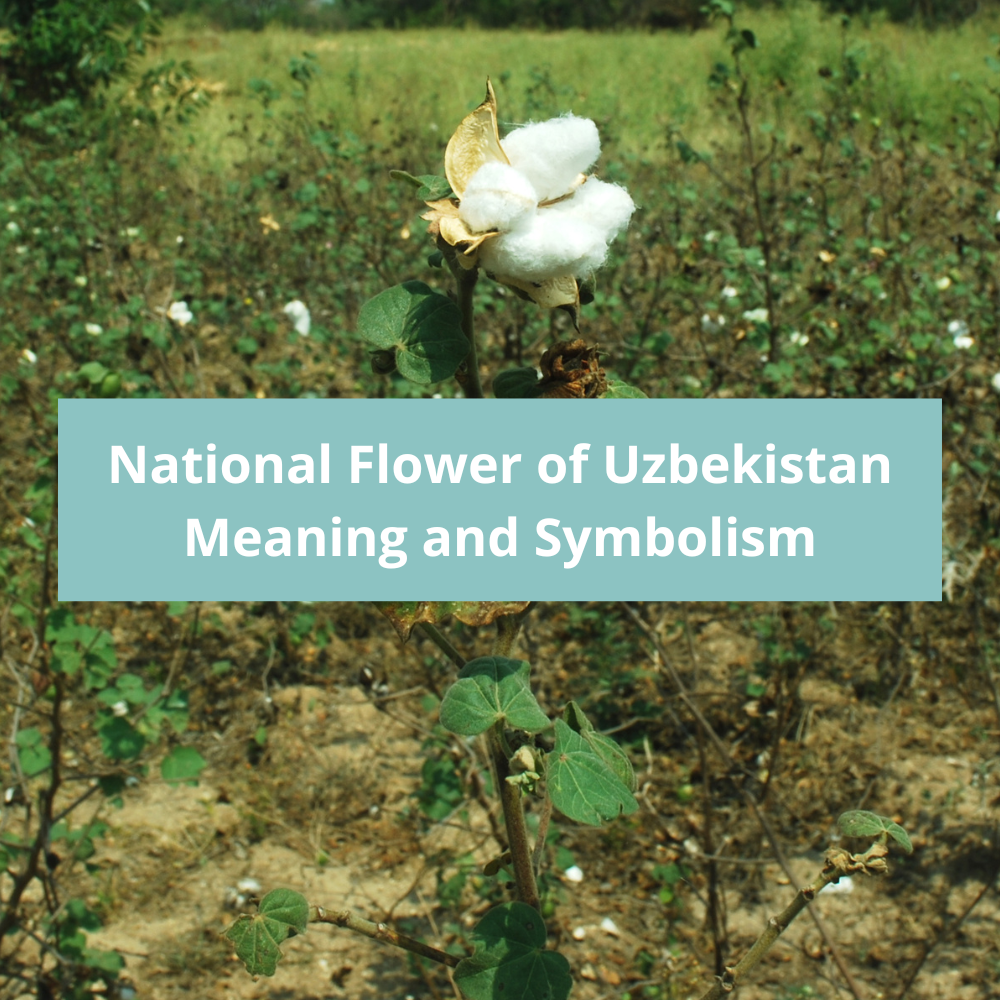 What-is-the-national-flower-of-Uzbekistan-Meaning-and-Symbolism