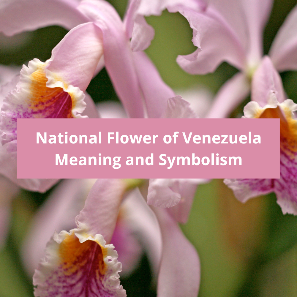 What-is-the-national-flower-of-Venezuela-Meaning-and-Symbolism