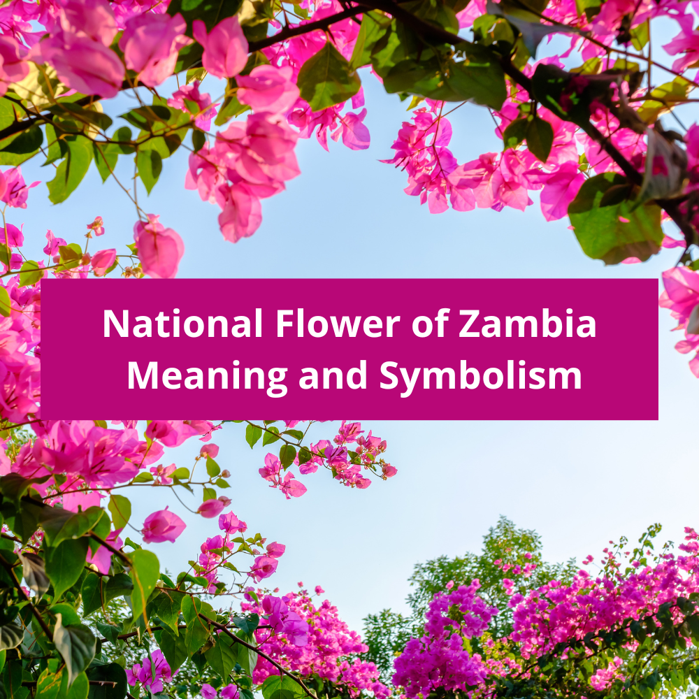 What-is-the-national-flower-of-Zambia-Meaning-and-Symbolism
