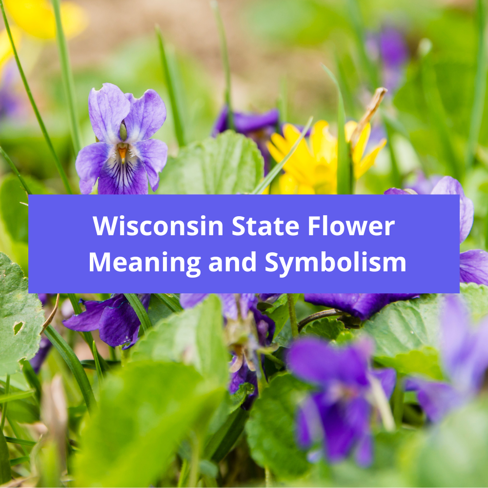 Wisconsin-State-Flower-Meaning-and-Symbolism