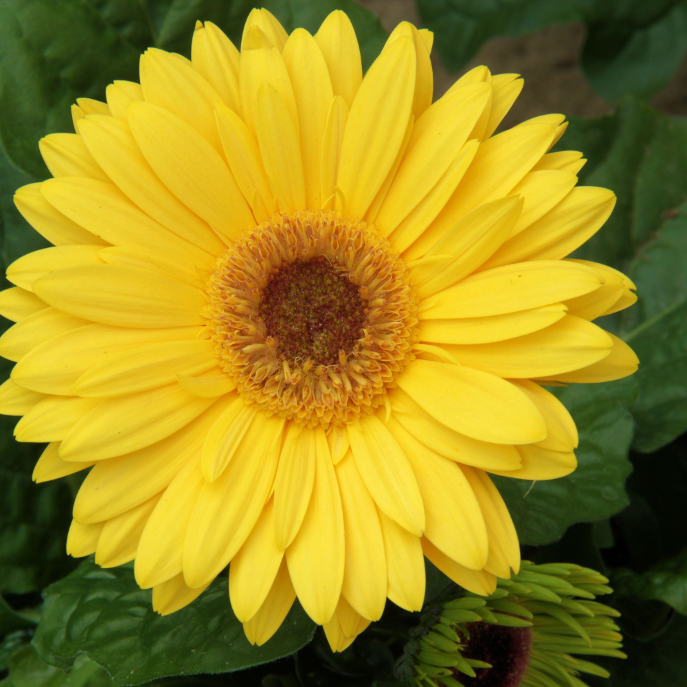 Yellow-Gerbera-daisy