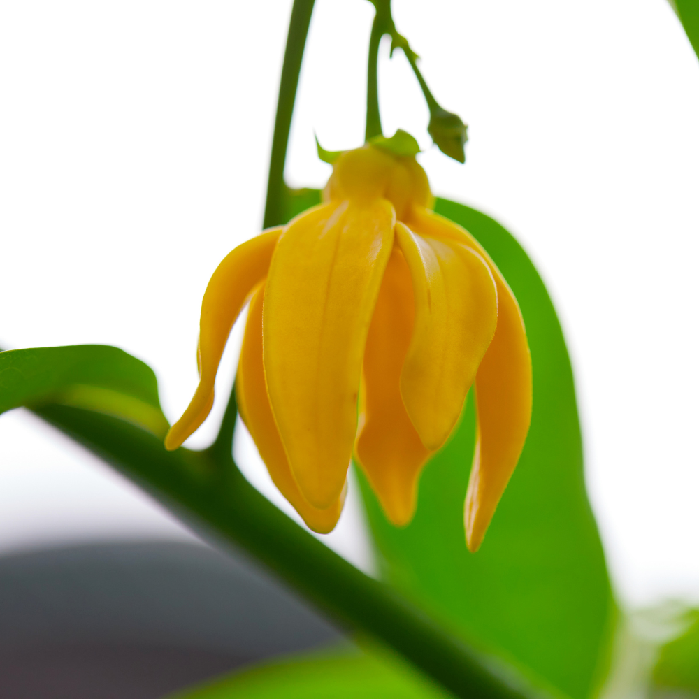 Ylang-ylang