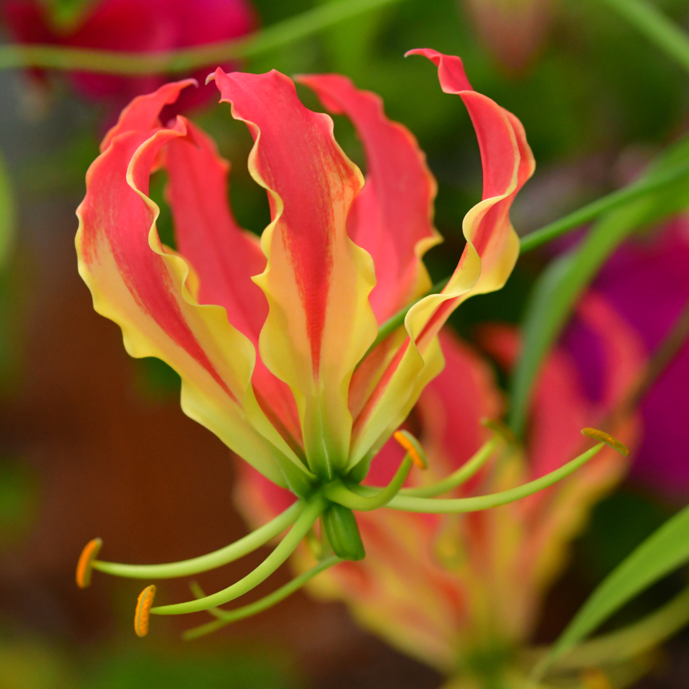 Zimbabwean-Flame-Lily