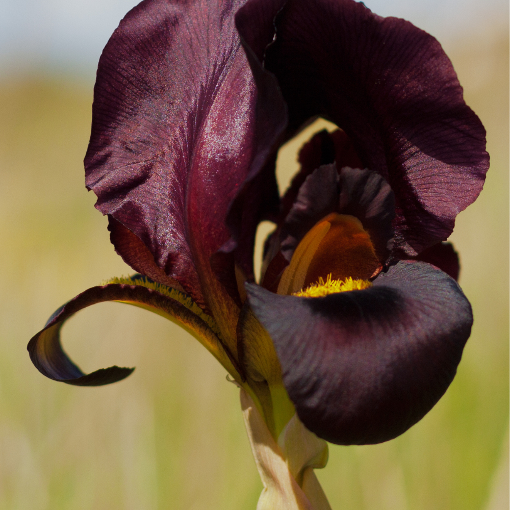 black-iris