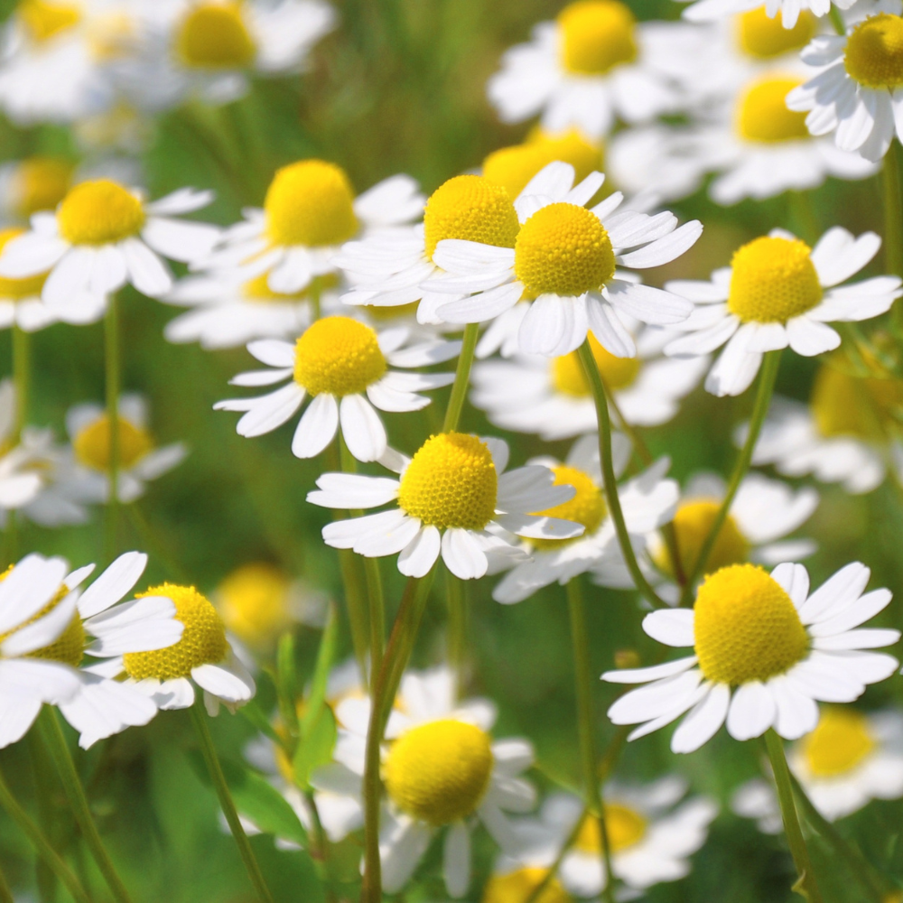 chamomile
