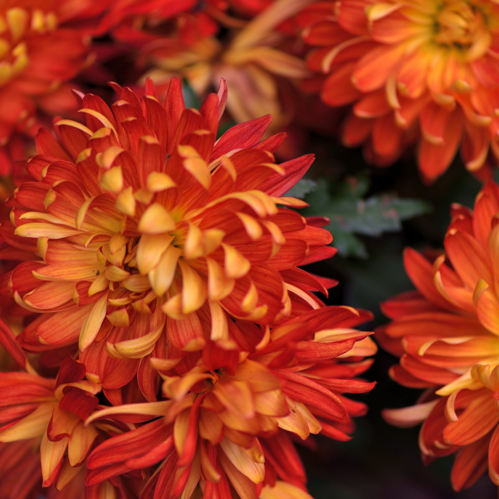 chrysanthemums