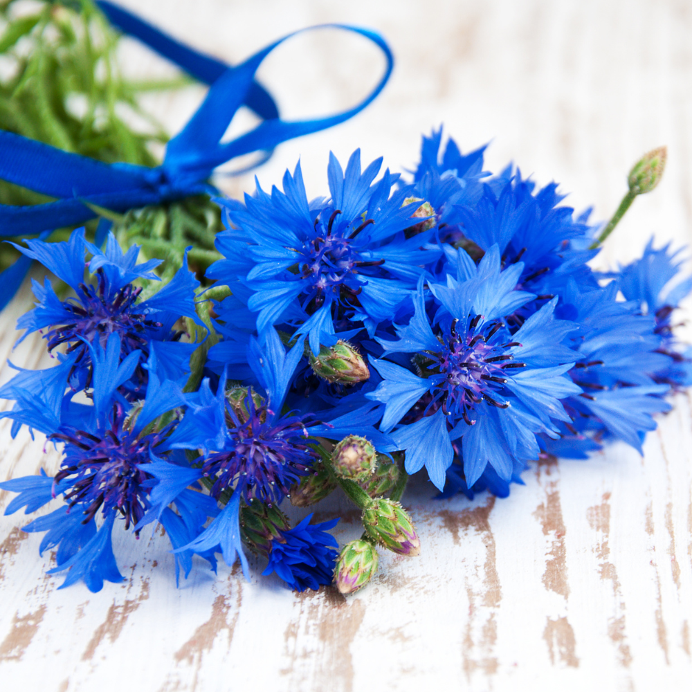 cornflower