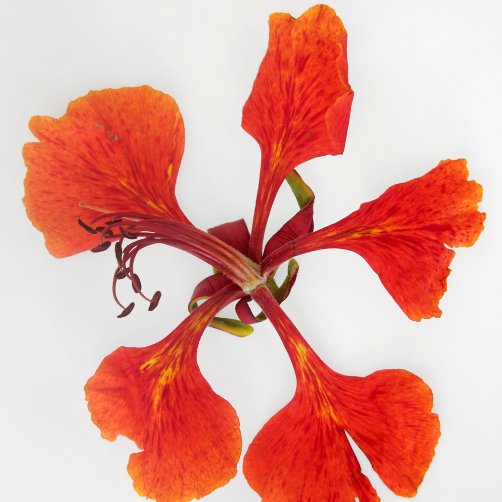 delonix regia
