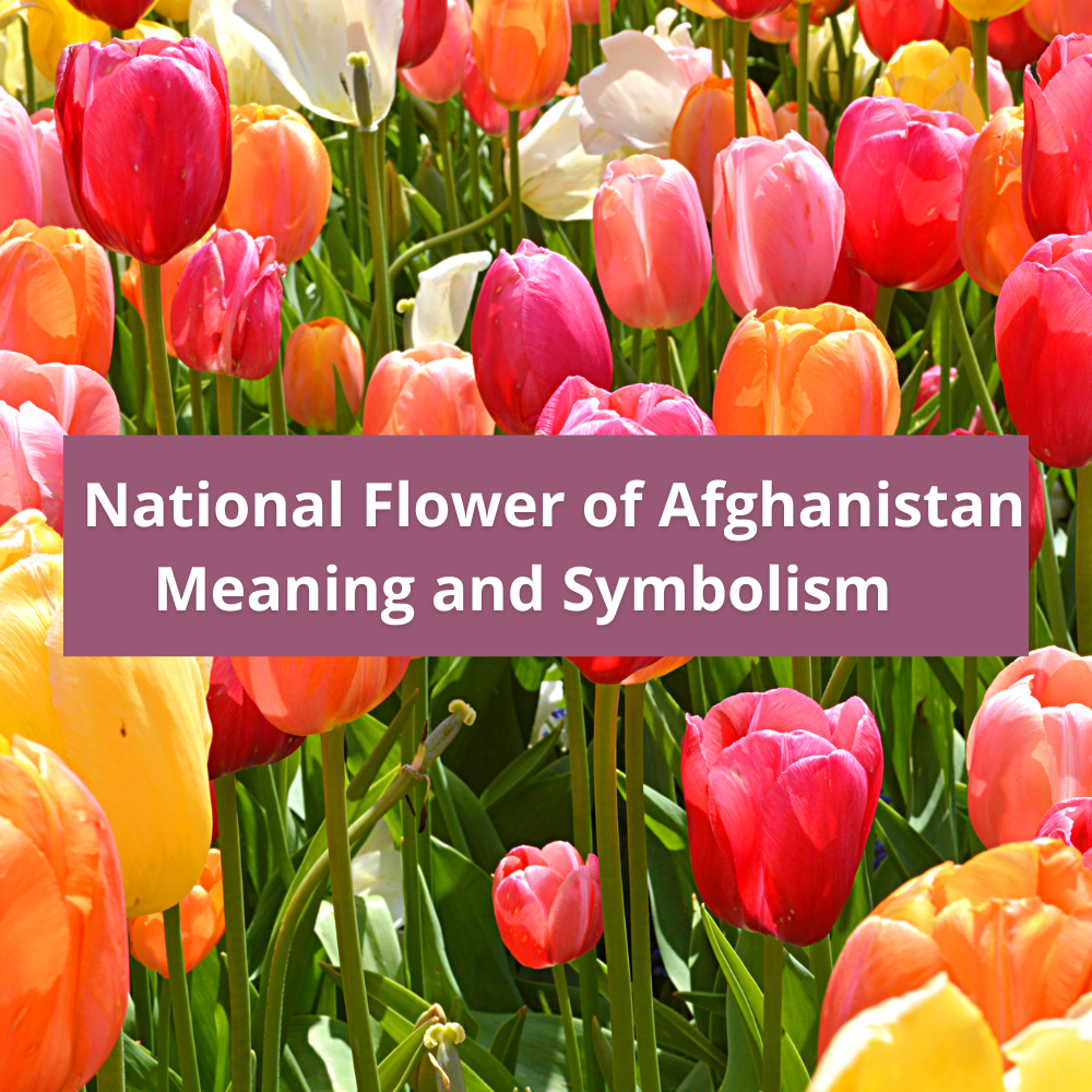 national-flower-of-Afghanistan-Meaning-and-Symbolism
