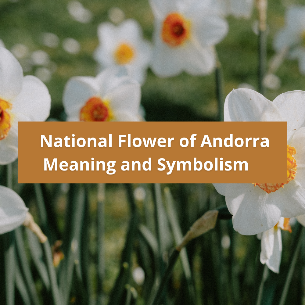 national-flower-of-Andorra-Meaning-and-Symbolism