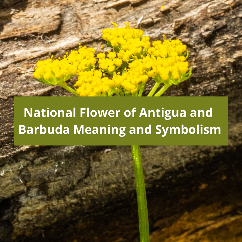 national-flower-of-Antigua-and-Barbuda-Meaning-and-Symbolism
