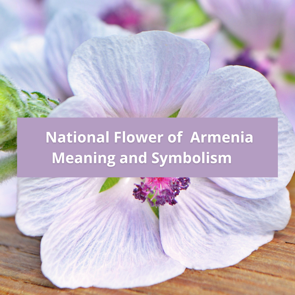 national-flower-of-Armenia-Meaning-and-Symbolism