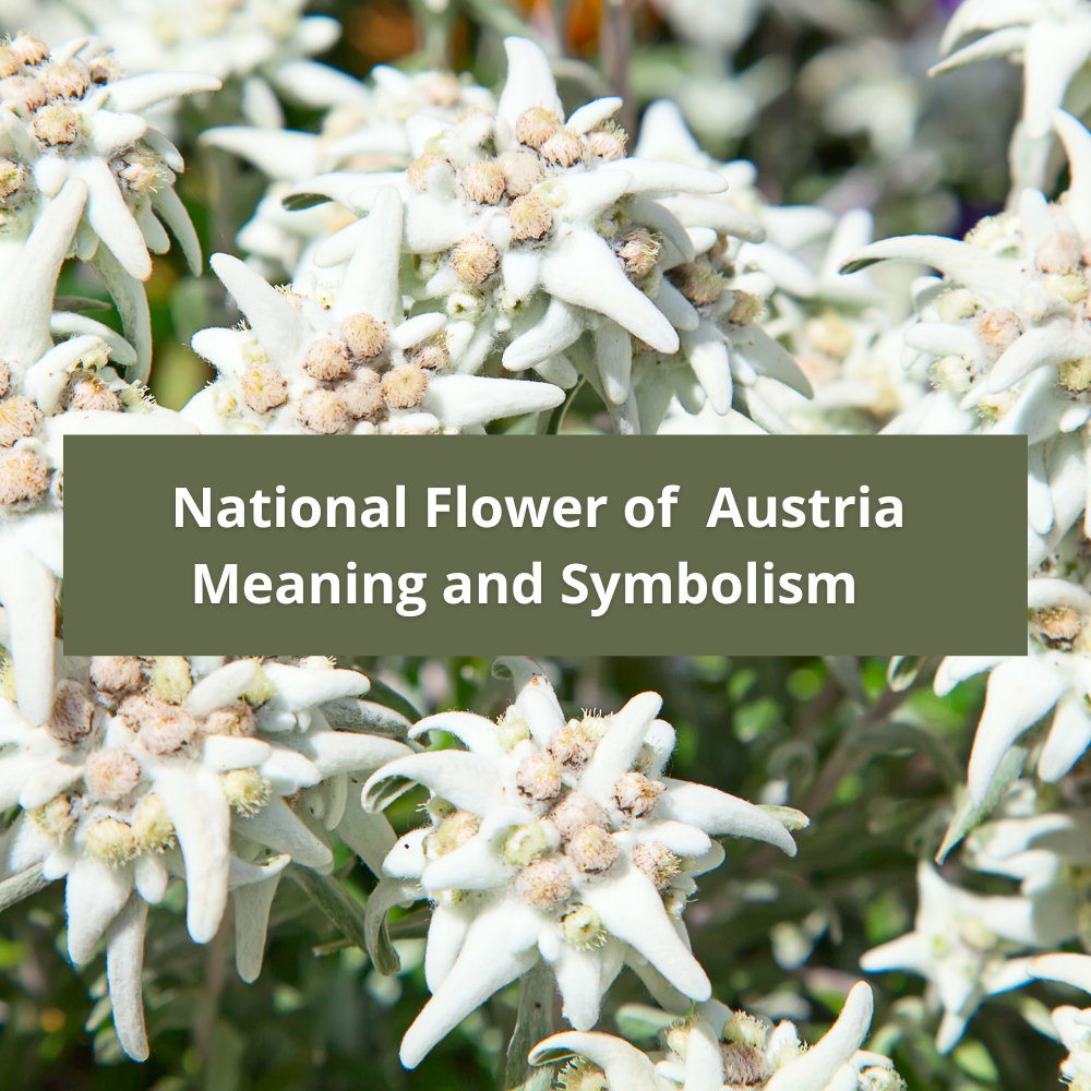 national-flower-of-Austria-Meaning-and-Symbolism
