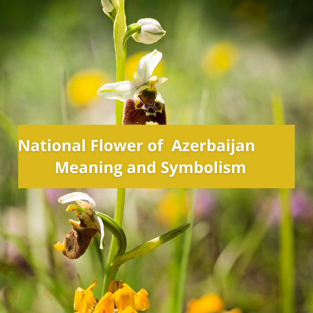 national-flower-of-Azerbaijan-Meaning-and-Symbolism