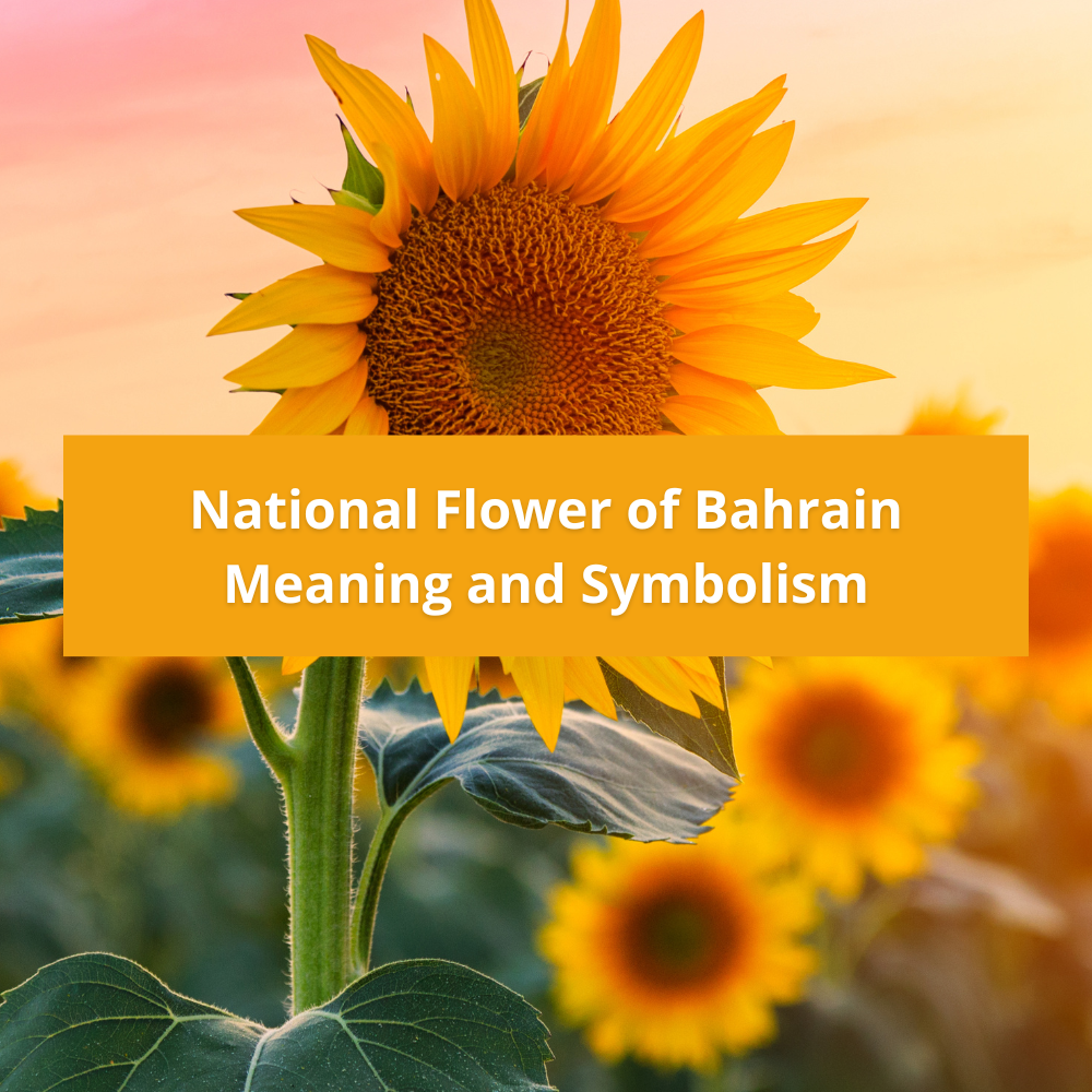 national-flower-of-Bahrain-Meaning-and-Symbolism
