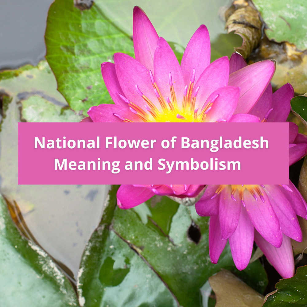 national-flower-of-Bangladesh-Meaning-and-Symbolism