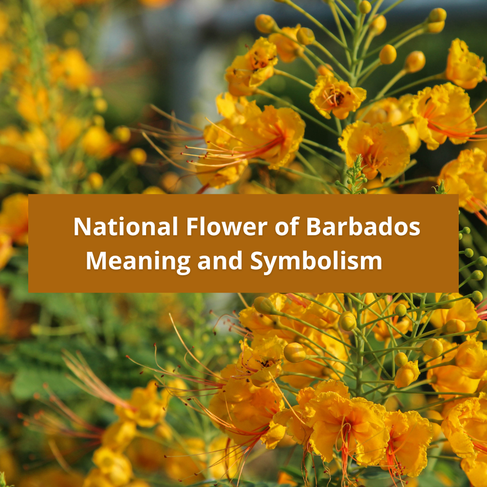 national-flower-of-Barbados-Meaning-and-Symbolism