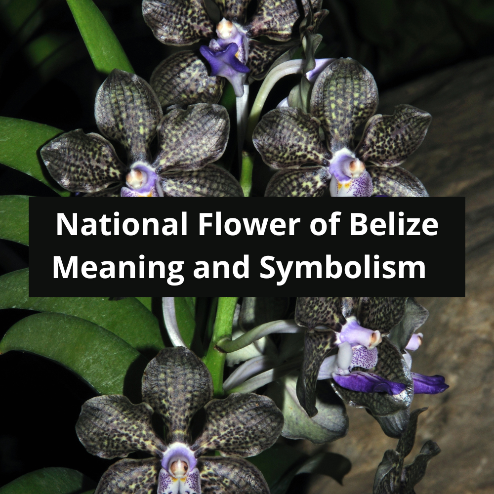 national-flower-of-Belize-Meaning-and-Symbolism