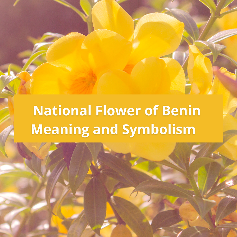 national-flower-of-Benin-Meaning-and-Symbolism