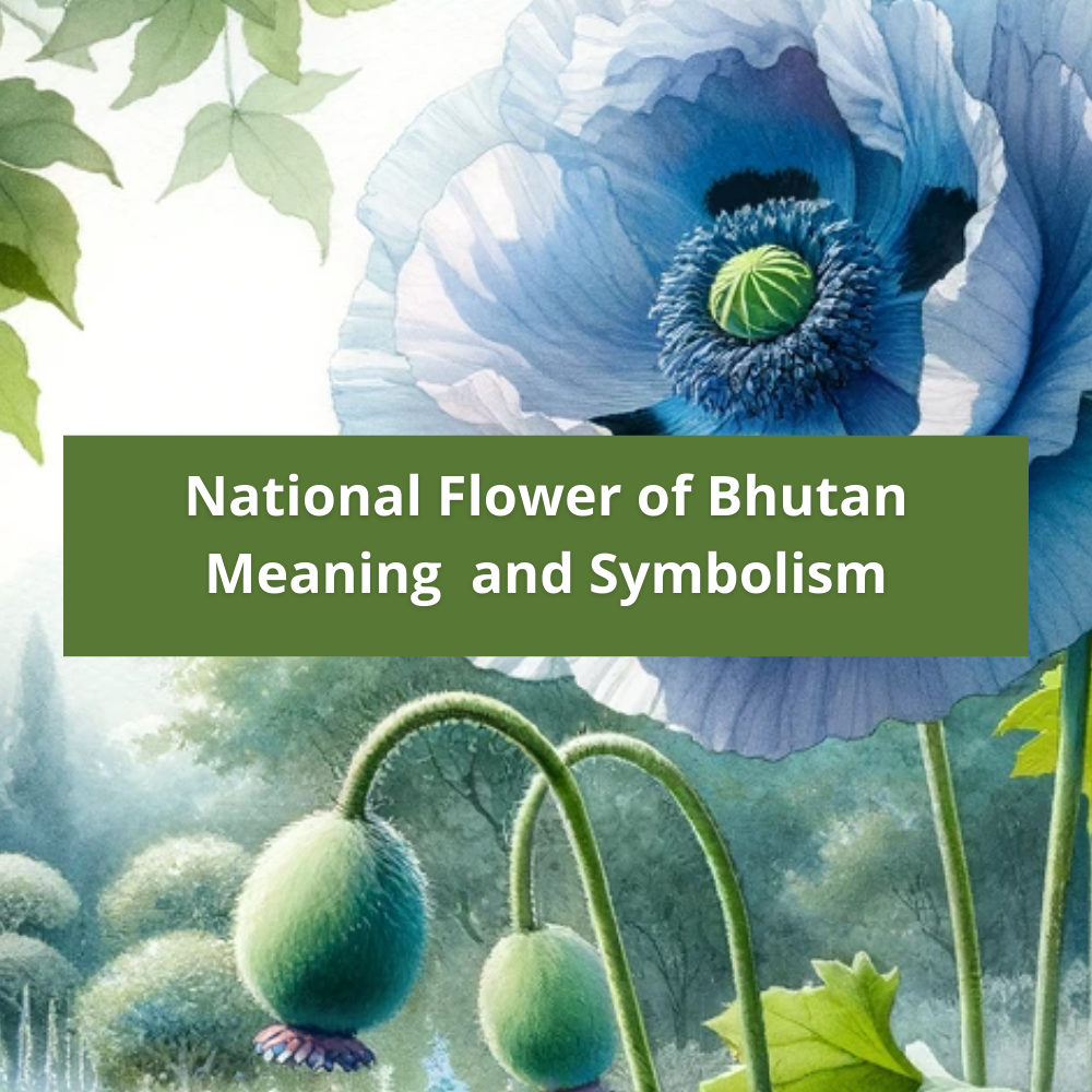 national-flower-of-Bhutan-Meaning-and-Symbolism