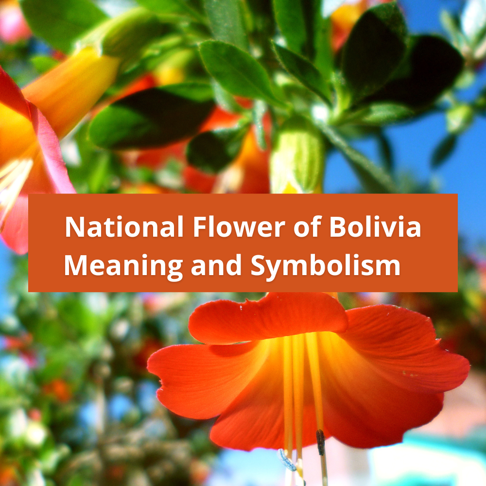 national-flower-of-Bolivia-Meaning-and-Symbolism