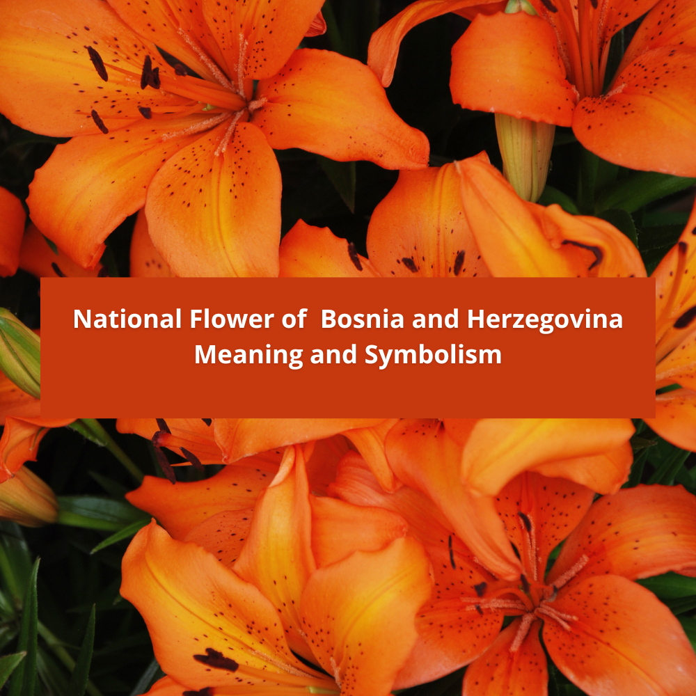 Meaning-and-Symbolism