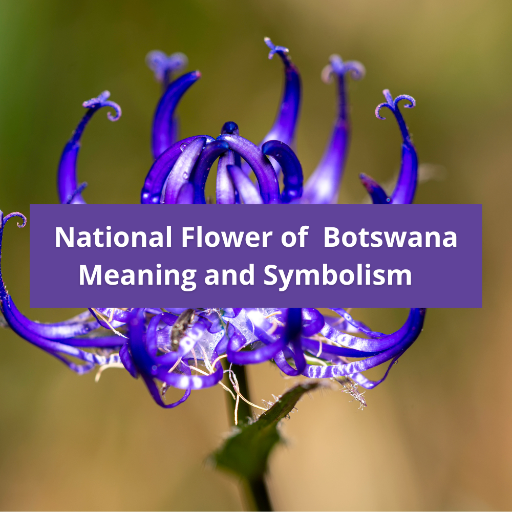 national-flower-of-Botswana-Meaning-and-Symbolism