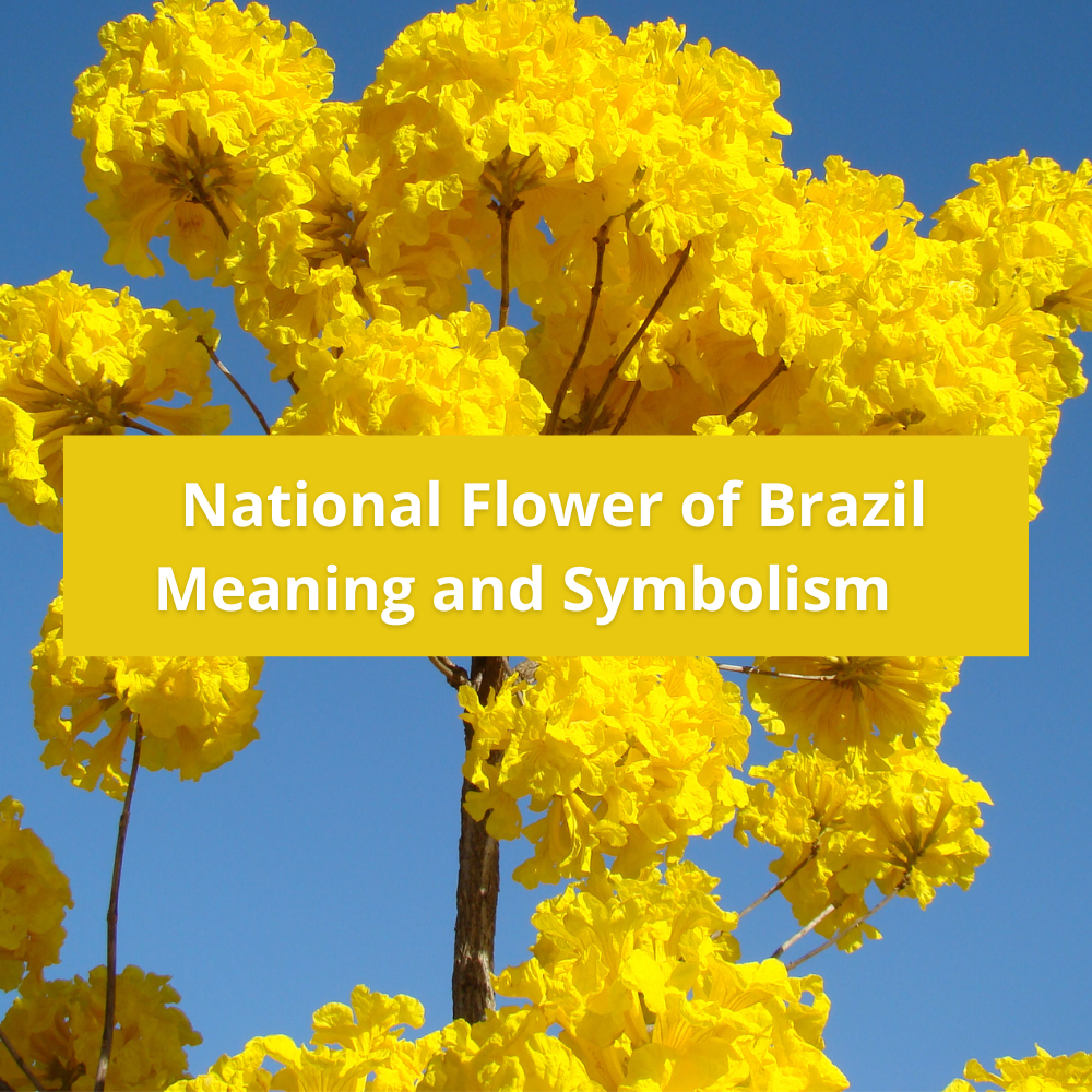 national-flower-of-Brazil-Meaning-and-Symbolism