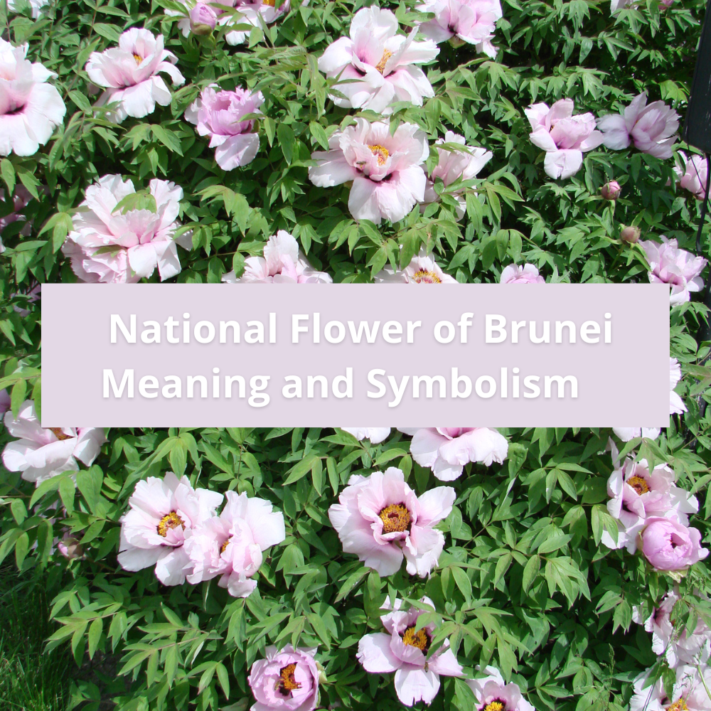 national-flower-of-Brunei-Meaning-and-Symbolism