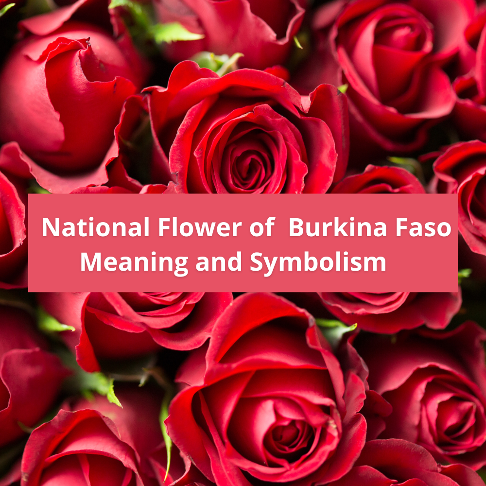 national-flower-of-Burkina-Faso-Meaning-and-Symbolism