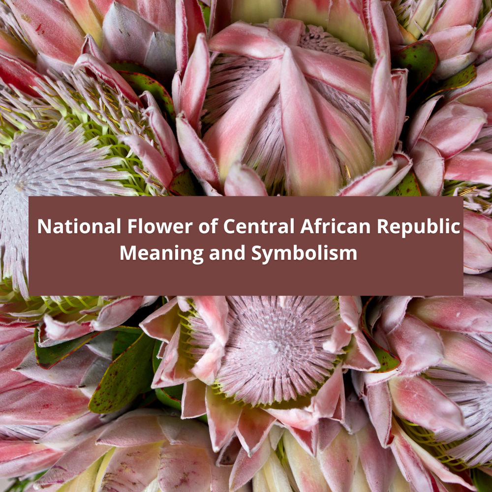 national-flower-of-Central-African-Republic-Meaning-and-Symbolism