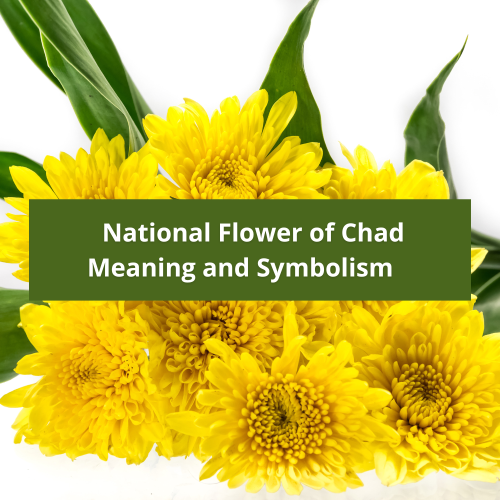 national-flower-of-Chad-Meaning-and-Symbolism