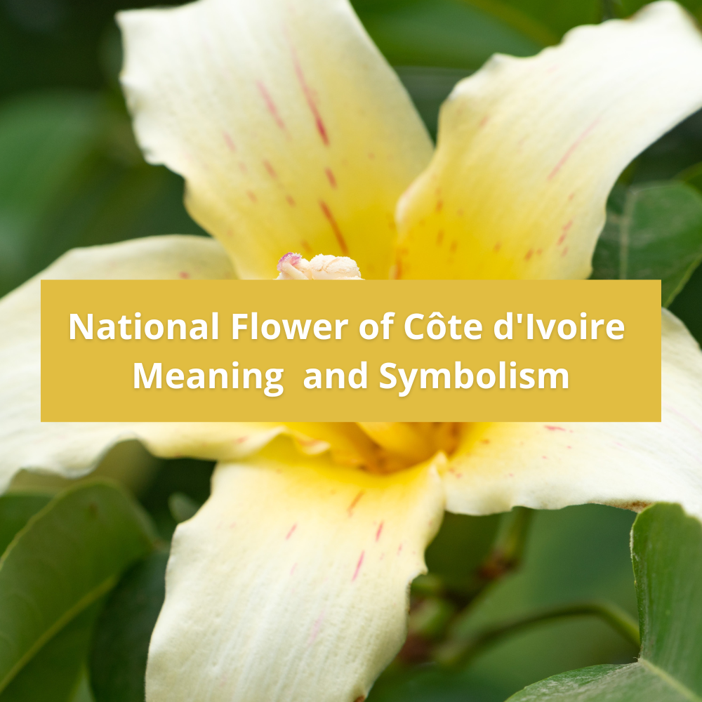 national-flower-of-Cote-dIvoire-Meaning-and-Symbolism