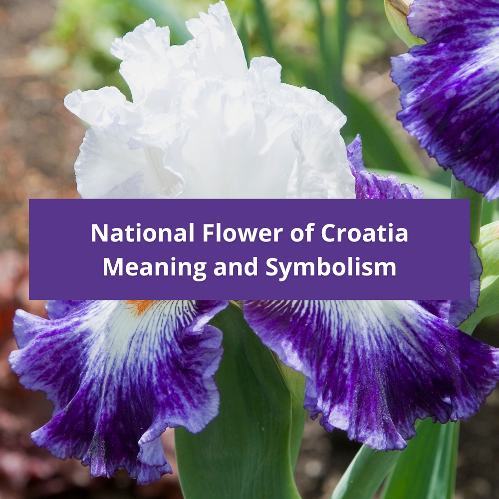 national-flower-of-Croatia-Meaning-and-Symbolism