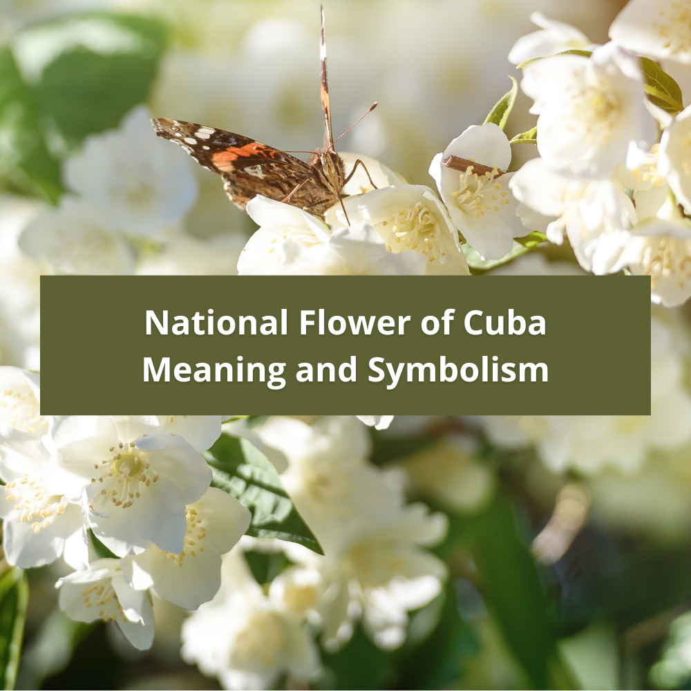 national-flower-of-Cuba-Meaning-and-Symbolism