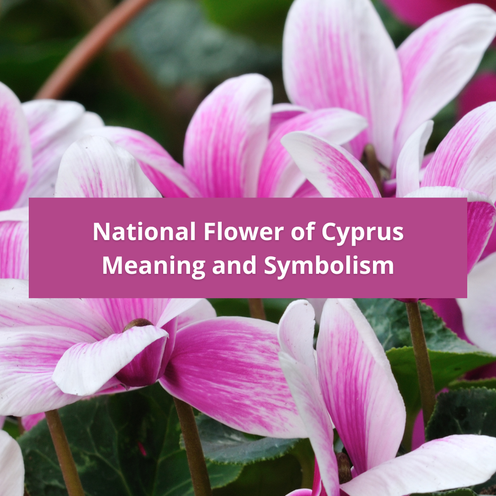national-flower-of-Cyprus-Meaning-and-Symbolism