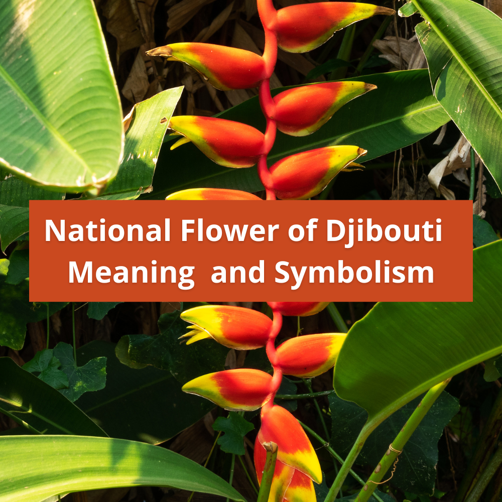 national-flower-of-Djibouti-Meaning-and-Symbolism