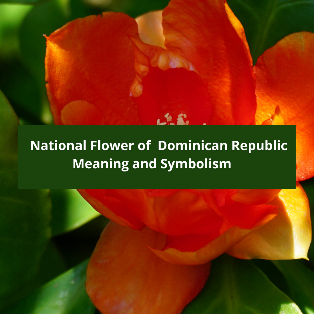 national-flower-of-Dominican-Republic-Meaning-and-Symbolism
