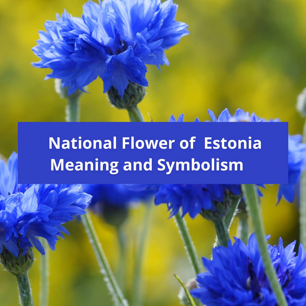 national-flower-of-Estonia